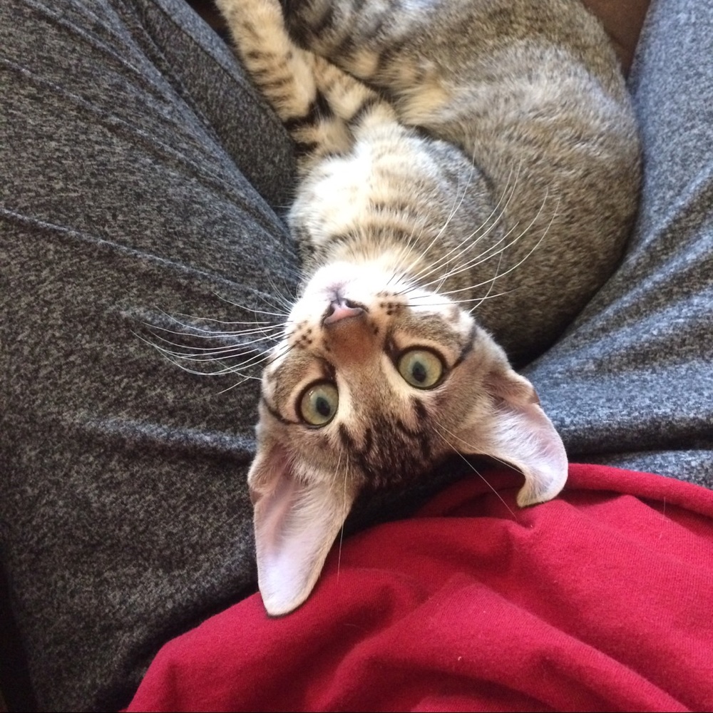 Meet your Posher, Katie